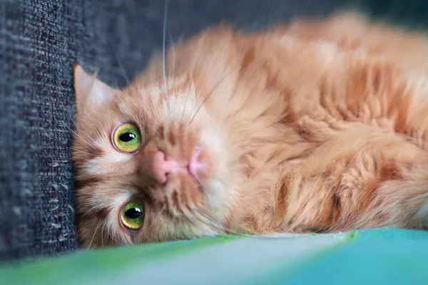 大开绿眼睛的生姜猫的近视脸 — 图库照片