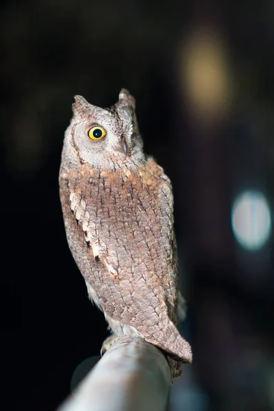 Een Uil Die Camera Kijkt Wazige Nachtelijke Achtergrond Met Lichtcirkels — Stockfoto