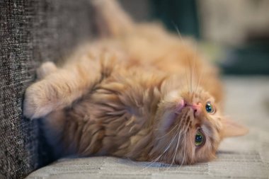 Zencefilli kedi kanepede uzanıyor ve dinleniyor.