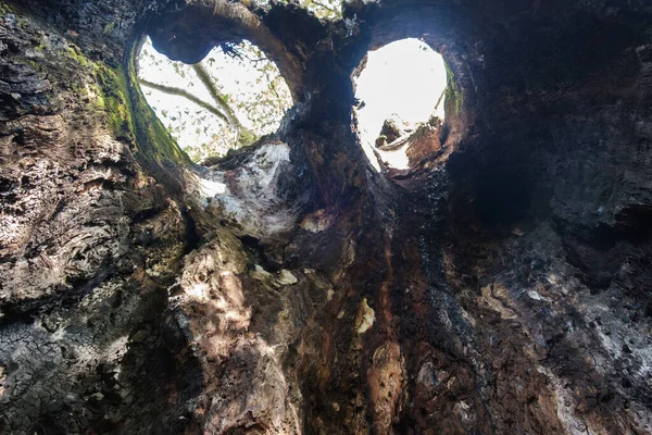 Buraco Tronco Árvore Vista Dentro Árvore Velha Com Grande Oco — Fotografia de Stock