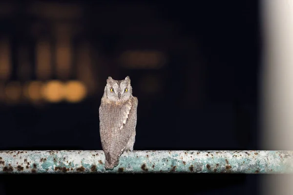 Μια Κουκουβάγια Κοιτάζοντας Την Κάμερα Θολή Νύχτα Φόντο Φως Κύκλους — Φωτογραφία Αρχείου