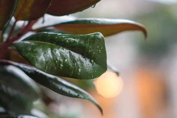 Gotas Lluvia Sobre Hojas Magnolia Verde Sobre Fondo Borroso — Foto de Stock