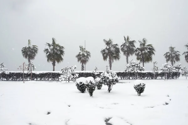 Árboles Cubiertos Nieve Parque Durante Una Fuerte Nevada — Foto de Stock