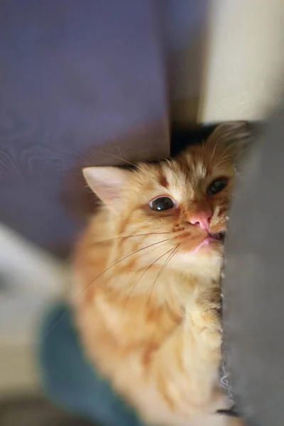 Close Gato Gengibre Está Colocando Sofá Foco Seletivo — Fotografia de Stock