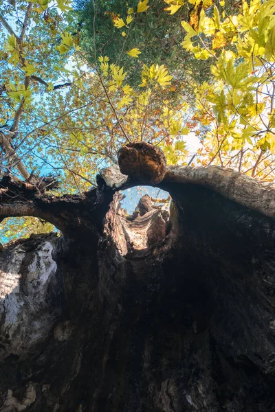 Díra Kmeni Stromu Pohled Zevnitř Starého Stromu Velkou Dutinou — Stock fotografie