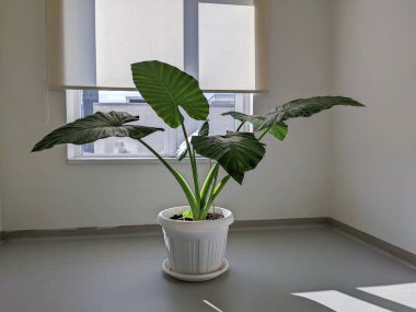 Boş bir odada büyük yapraklı, tatlı bir bitki saksısı.