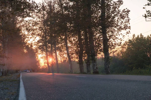 Een Asfaltweg Door Pijnbomen Steegje Bij Kleurrijke Zonsondergang — Stockfoto