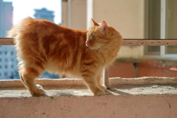 Ginger Γάτα Περιπλανιέται Στο Περβάζι Του Παραθύρου Και Κοιτάζοντας Έξω — Φωτογραφία Αρχείου