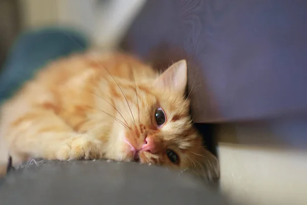Ginger Cat Relaja Sofá Enfoque Selectivo —  Fotos de Stock