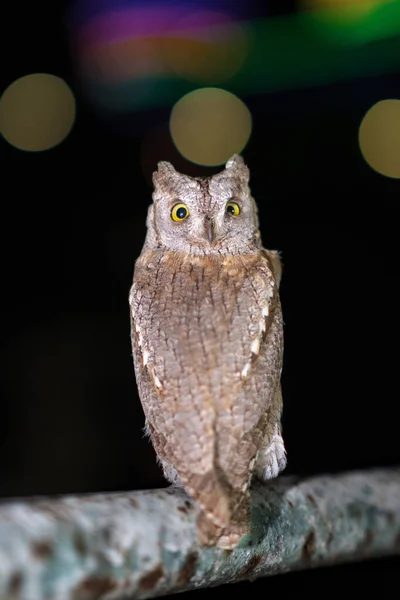 An owl looking into camera on blurred night background with light circles