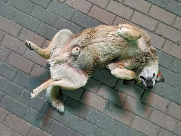 Dog lay on back from above on the pavement. Funny stray dog relax on the street