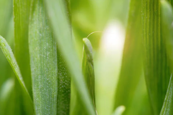 Green Grass Texture Background Selective Focus Artistic Abstract Spring Summer — Foto Stock