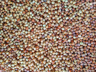 Bir yığın kabuklu fındık. Fındık desenli desen