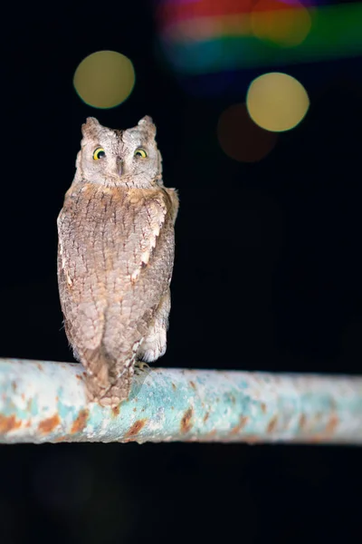 An owl looking into camera on blurred night background with light circles