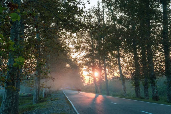 Droga Asfaltowa Przez Aleję Sosen Kolorowym Zachodzie Słońca — Zdjęcie stockowe