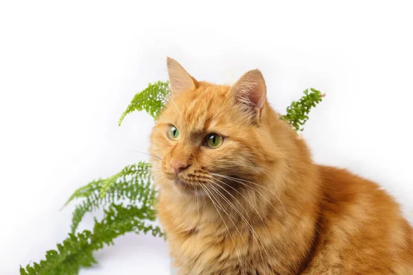 Τζίντζερ Γάτα Στέκεται Θολή Φτέρη Φυτό Πίσω — Φωτογραφία Αρχείου