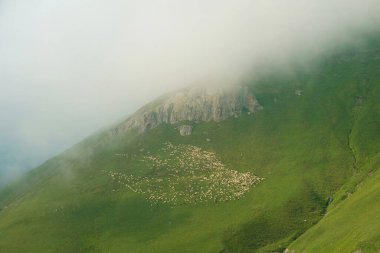 Kafkasya dağlarında otlayan koyun sürüsü. 
