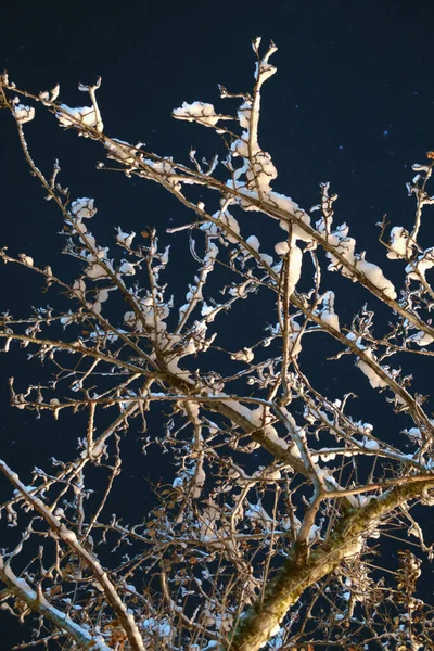 Baum Brunches Mit Schnee Bedeckt Mit Dunklem Nachthimmel Hintergrund — Stockfoto