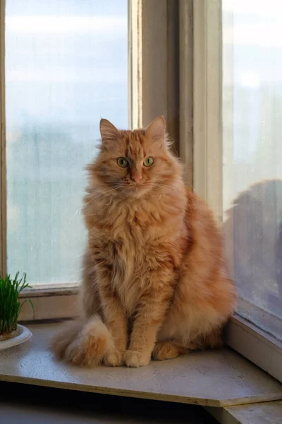 Gato Gengibre Está Peitoril Janela Olhando — Fotografia de Stock