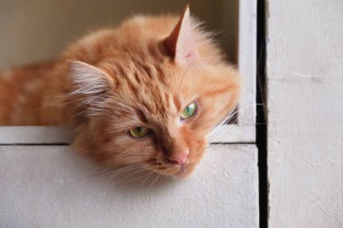 Kızıl bir kedinin kafası rafta dinleniyor, seçici bir odak noktası.