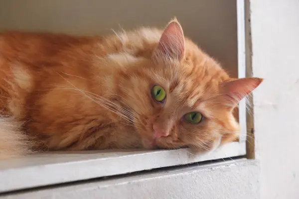 Ginger Cat Relajante Estante Enfoque Selectivo —  Fotos de Stock