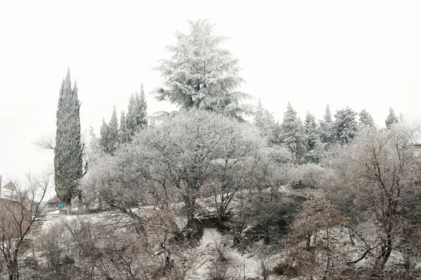 눈덮인 나무들의 눈덮인 — 스톡 사진