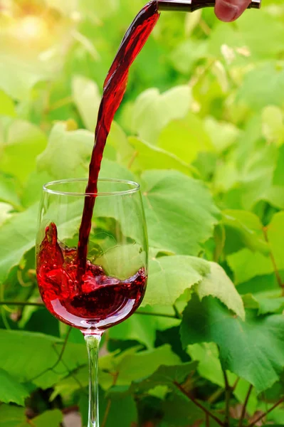 Red Wine Pouring Wine Glass Blurred Vineyard Background — Stock Photo, Image