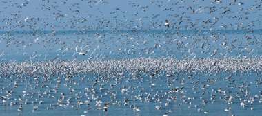 Gökyüzünde uçan martı sürüsü Mavi denizin üzerinde yüzen martılarla