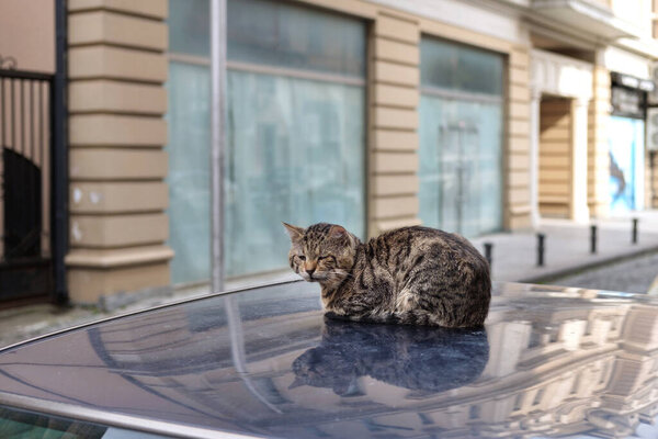  A tough cat sits on the top of a car in the street, selective focus
