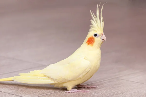 Grappige Cockatiel Gele Papegaai Vloer Thuis — Stockfoto