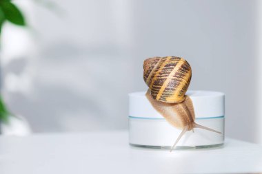 Organik kozmetik konsepti. Cilt kremi kavanozunda salyangoz. Boşluğu kopyala.