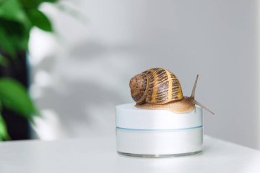 Organik kozmetik konsepti. Cilt kremi kavanozunda salyangoz. Boşluğu kopyala.