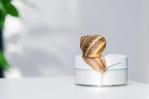 Concept Cosmétique Bio Escargot Sur Pot Crème Pour Peau Espace — Photo