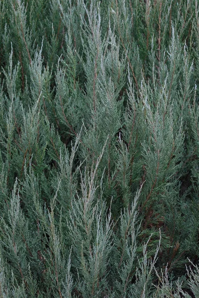 Water Druppels Bladeren Van Thuja Moderne Groenblijvende Achtergrond Grijze Smaragdgroene — Stockfoto