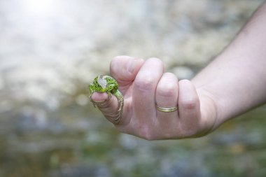 Kum yeşili kertenkele kuyruksuz insan elinde.