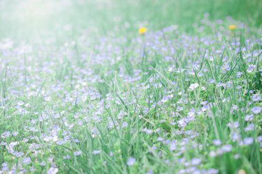 Bahar mevsimi. Güzel renkli kır çiçeği çayırı.