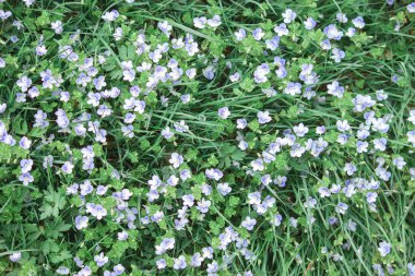 Bahar mevsimi. Güzel renkli kır çiçeği çayırı.