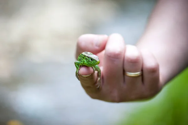 Sand green lizard in human hand without tail.
