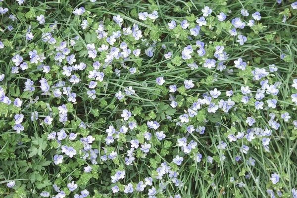 Bahar mevsimi. Güzel renkli kır çiçeği çayırı.