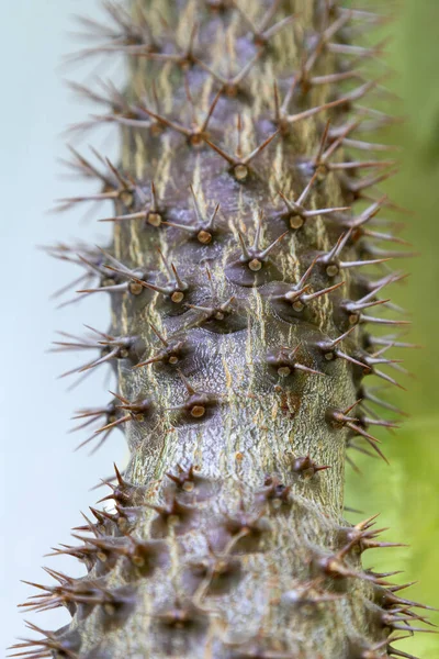 Kakteen Blick Aus Nächster Nähe Dornige Pflanzen — Stockfoto