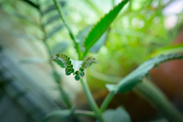 Kalanchoe Házi Növény Apró Ültetvényekkel — Stock Fotó