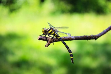 Büyük sarı yusufçuk bir dalda dinleniyor.