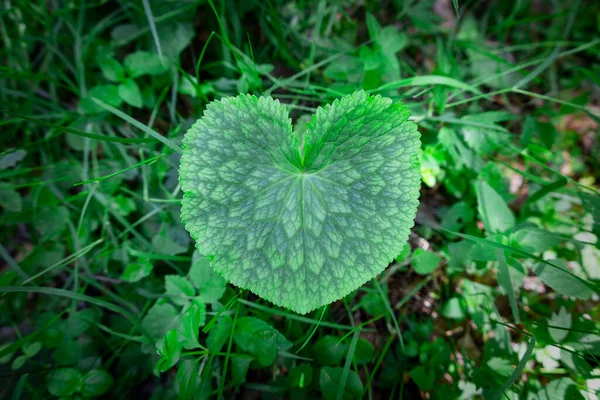 Heart shape leaf, eco friendly idea concept.