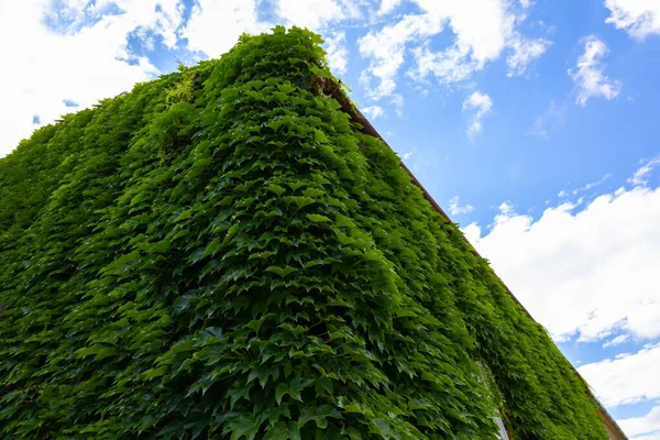 Building covered with green ivy with blue sky.