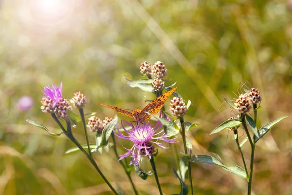 Butterfly Flower Meadow Sunny Day — Stock Fotó