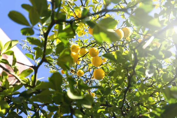 Yuvarlak Sarı Limonlu Limon Ağacı — Stok fotoğraf