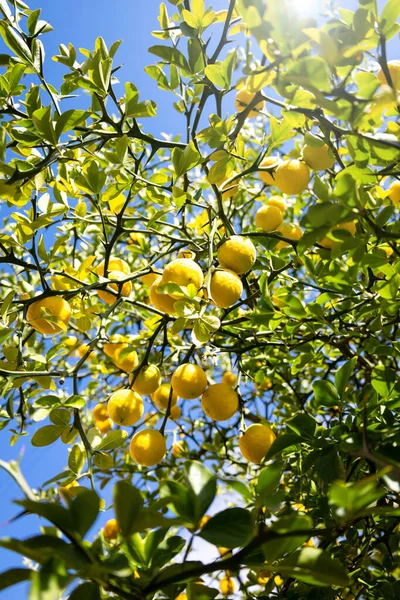Árbol Limón Con Limones Amarillos Redondos —  Fotos de Stock