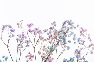 Renkli çiçeklerle süslenmiş, beyaz arkaplanlı ve fotokopi alanı olan kuru arkaplan. Sığ alan derinliğine sahip bulanık görüntü