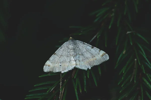Nature Wildlife Concept White Moth Sitting Green Spruce Twig Shade — Stock Photo, Image