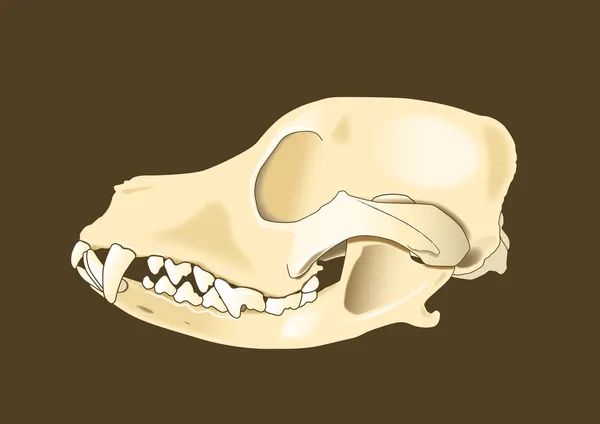 Боковой череп собаки — стоковый вектор